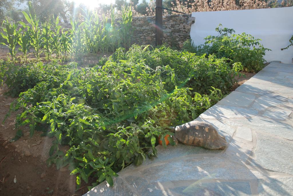 Edem Hotel Platis Gialos  Exteriér fotografie